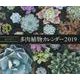 毎日見たい！多肉植物カレンダー２０１９ [カレンダー]