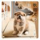秋田犬のおやこ [ムック・その他]