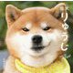 柴犬りゅうじ [単行本]