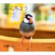 ぶんちょうカレンダー 2019 [カレンダー]