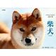 柴犬カレンダー 2019 [カレンダー]