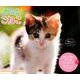 こねこミニカレンダー 2019 [カレンダー]