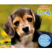 こいぬミニカレンダー 2019 [カレンダー]