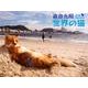 世界の猫カレンダー 2019 [カレンダー]