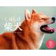 しばしば柴犬CALENDAR 2019 [カレンダー]