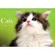 Catsカレンダー 2019 [カレンダー]