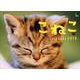 こねこカレンダー 2019 [カレンダー]