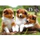 Dogsカレンダー 2019 [カレンダー]