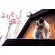 よりそい猫CALENDAR 2019 [カレンダー]