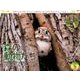 森の動物たちカレンダー 2019 [カレンダー]