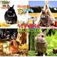 うさぎと暮らすCALENDAR 2019 [カレンダー]