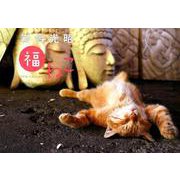 岩合光昭福ねこカレンダー 2019 [カレンダー]