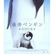 皇帝ペンギン ただいま