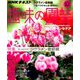 NHK 趣味の園芸 2018年 12月号 [雑誌]