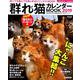 群れ猫カレンダーMOOK2019 （SUNエンタメMOOK） [カレンダー]