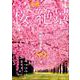 東海から行く桜の絶景： ぴあムック中部 [ムックその他]