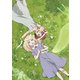 Fairy gone フェアリーゴーン Vol.5 [Blu-ray Disc]
