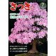 さつき研究 2019年 07月号 [雑誌]