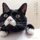 秋元順子／令和元年の猫たち～秋元順子 愛をこめて～