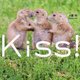 Kiss! [単行本]