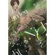 ナイトガーデン 完全版(ディアプラス文庫) [文庫]
