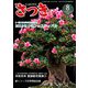 さつき研究 2019年 08月号 [雑誌]
