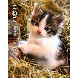 こねこ [単行本]