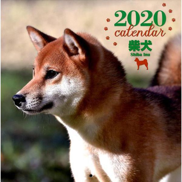 2020年 大判カレンダー 柴犬（カレンダー） [ムックその他]