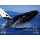 2020年 ワイドカレンダー 世界で一番美しいクジラ＆イルカ カレンダー（カレンダー） [カレンダー]