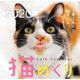 猫めくりCalendar 2020 [カレンダー]