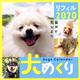 犬めくりリフィル 2020 [カレンダー]