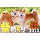 柴めくり 2020 [カレンダー]