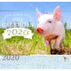 Lucky PIG CALENDAR 2020 [カレンダー]