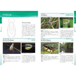 楽天ブックス: 日本の水生昆虫 - 中島 淳 - 9784829984116 : 本