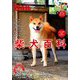 wan (ワン) 2020年 01月号 [雑誌]