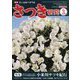 さつき研究 2020年 03月号 [雑誌]