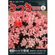 さつき研究 2020年 04月号 [雑誌]