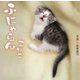 ふにゃらんこねこ [単行本]