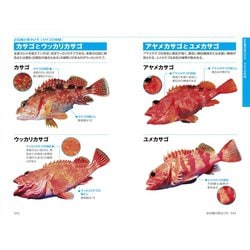 ヨドバシ Com 色と形で見わけ海 川 湖沼で楽しむ 釣魚図鑑 図鑑 通販 全品無料配達