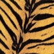 THE HIGH-LOWS／Tigermobile
