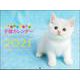 ずっといっしょ。子猫カレンダー２０２１ [カレンダー]