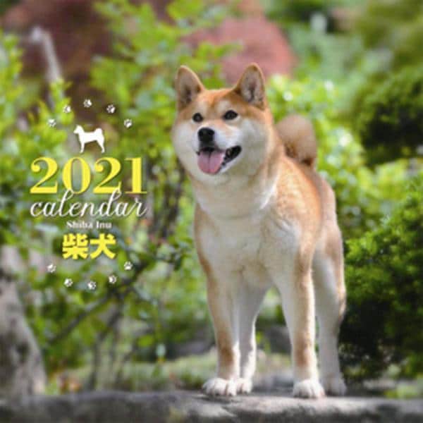 2021年 大判カレンダー 柴犬(誠文堂新光社カレンダー) [ムックその他]
