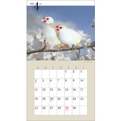 ヨドバシ Com 21年 ミニ判カレンダー かわいい文鳥のカレンダー 誠文堂新光社カレンダー ムックその他 通販 全品無料配達