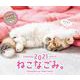 オレンジページ　ねこなごみ。卓上カレンダー2021 [カレンダー]