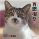 百面相ねこ [ムックその他]