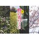 2021年カレンダー 野の花づくし [カレンダー]