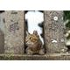 まちかどの猫カレンダー 2021 [カレンダー]