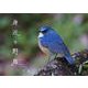 身近な野鳥カレンダー 2021 [カレンダー]