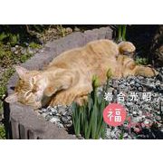 岩合光昭　福ねこカレンダー2021 [カレンダー]