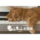 ねことピアノの写真集 もふもふ幻想曲 [単行本]